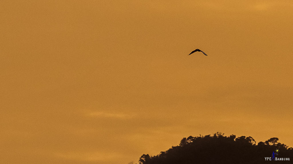bird-flying-into-sunset-3.jpg