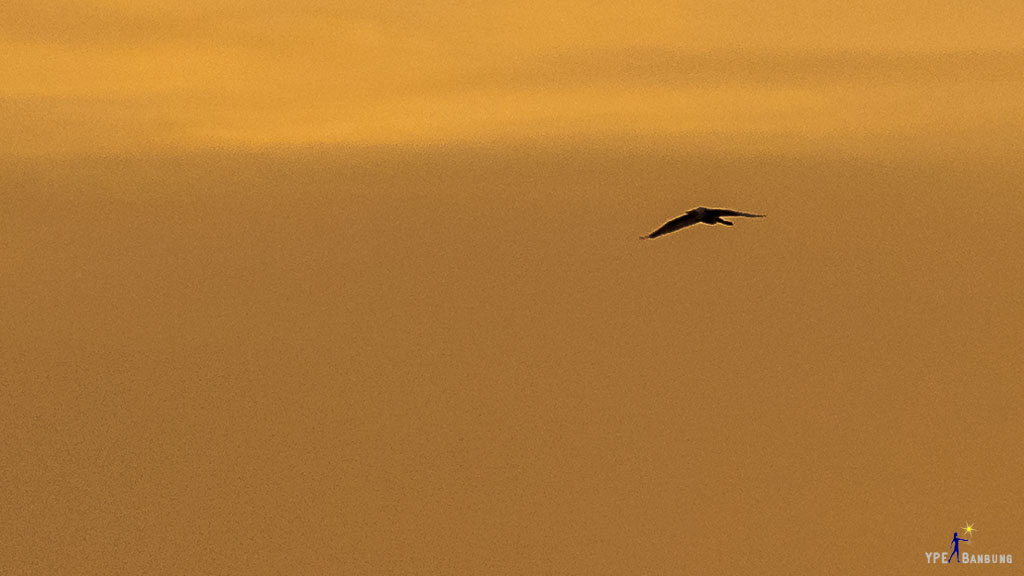 bird-flying-into-sunset-4.jpg