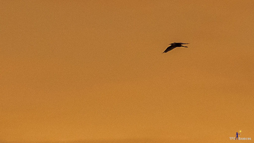 bird-flying-into-sunset-6.jpg