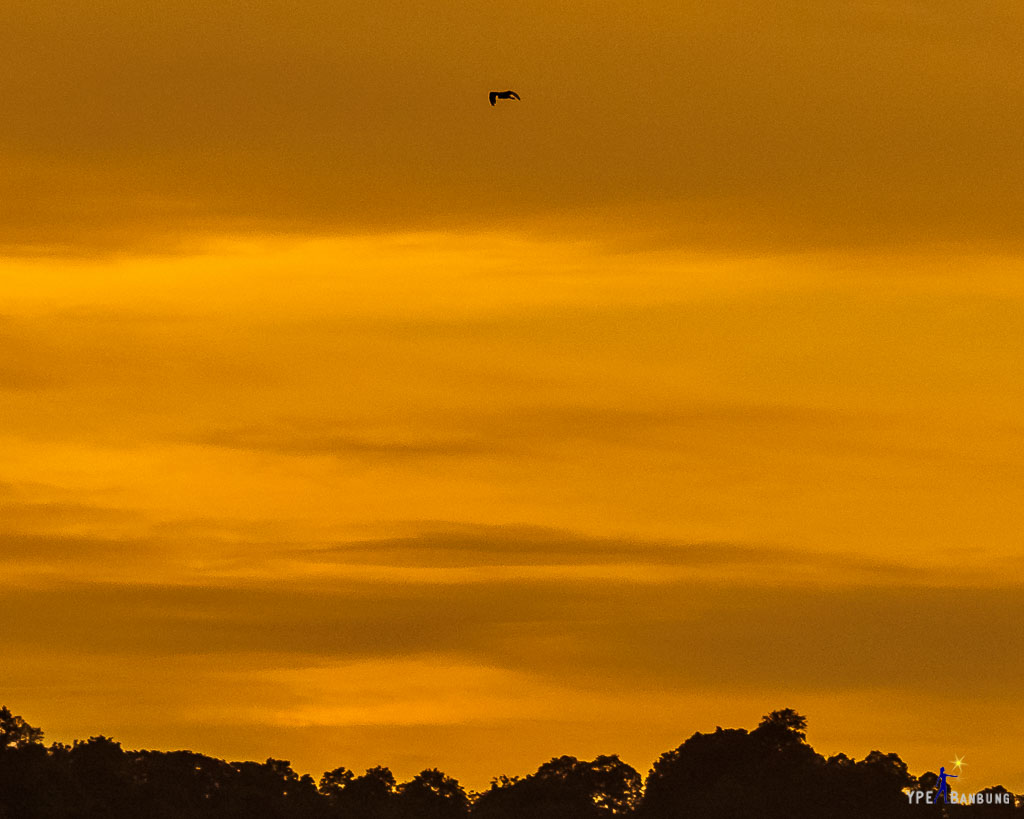 bird-flying-into-sunset.jpg