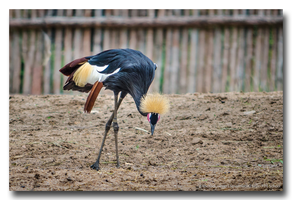 bird-hair.jpg