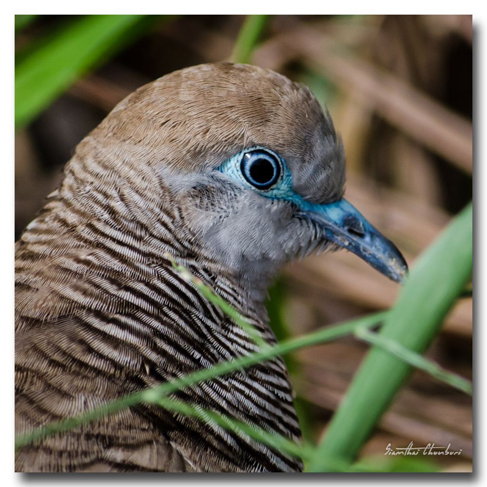 bird-head-1.jpg