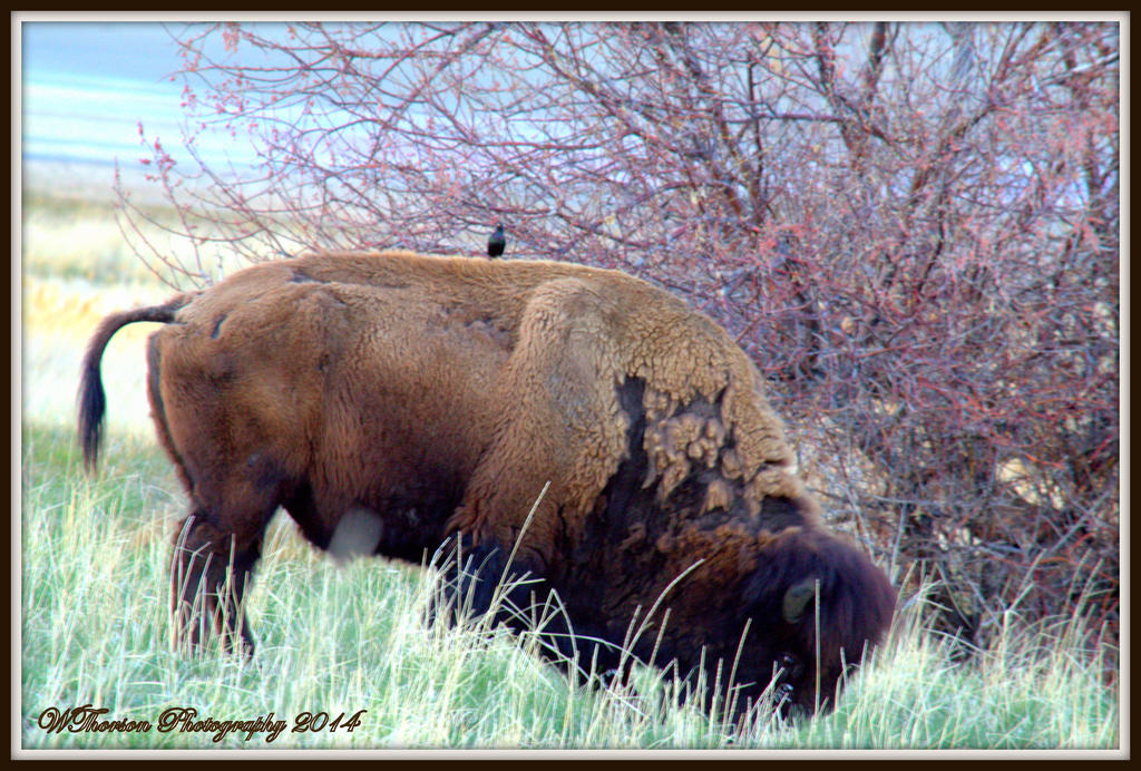 Bird hitching a ride on a Buffalo.jpg
