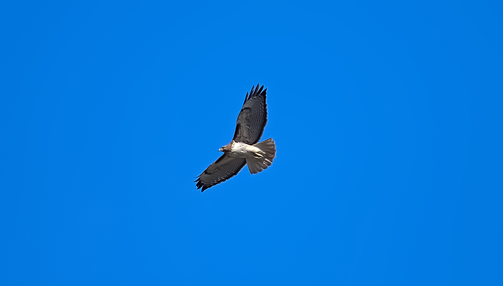 bird ID hawk N 500_1496.jpg