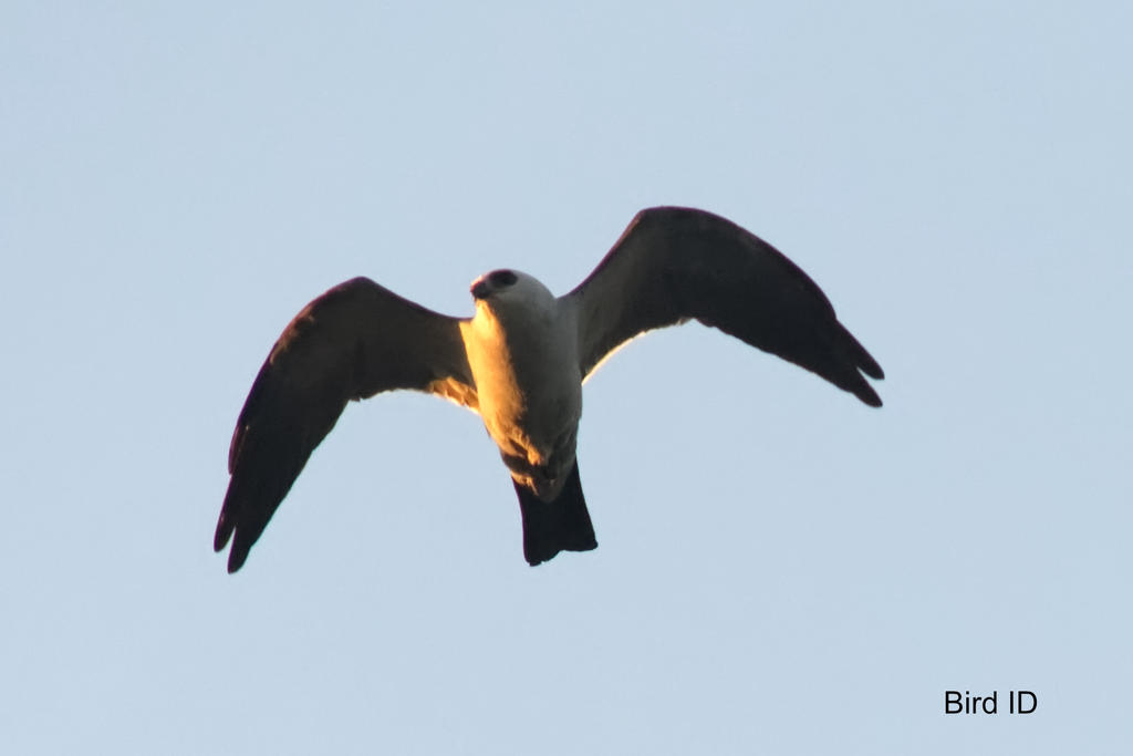 Bird ID N FR_5000983.jpg