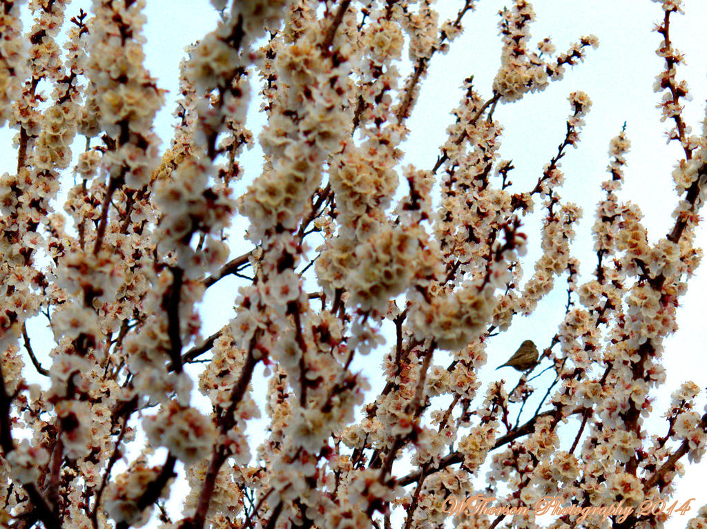 Bird in Apricot Tree.jpg