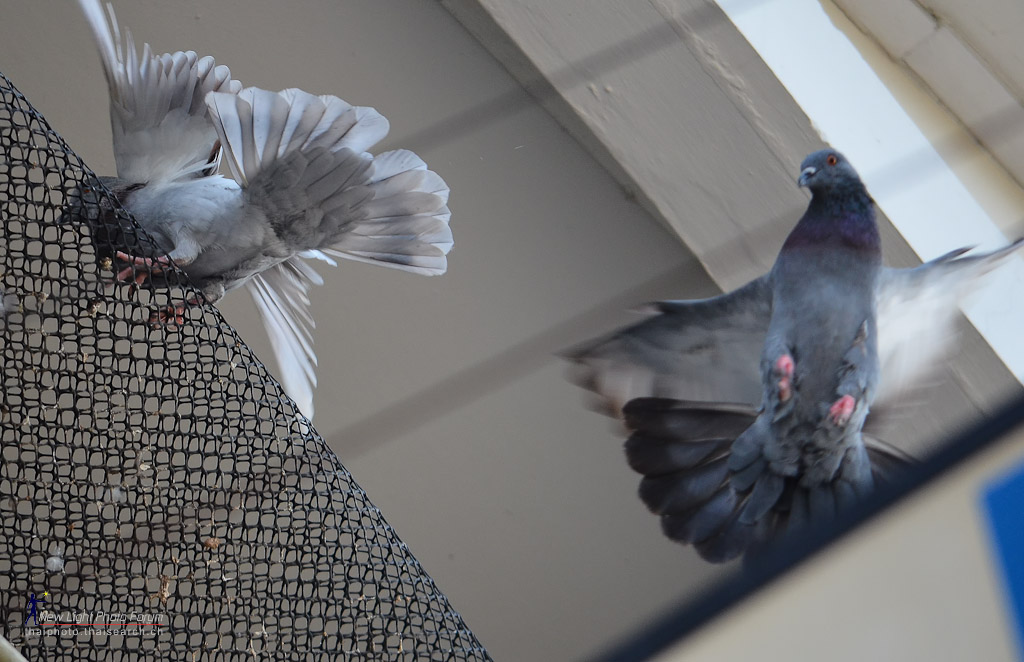 bird-in-flight-1.jpg