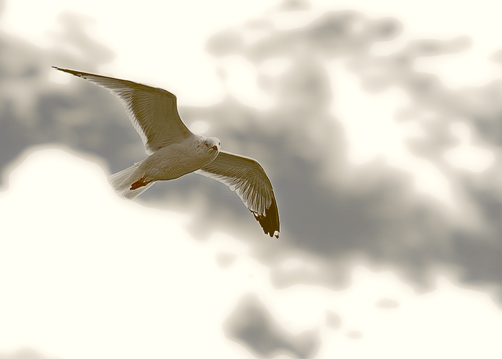 Bird in Flight.jpg