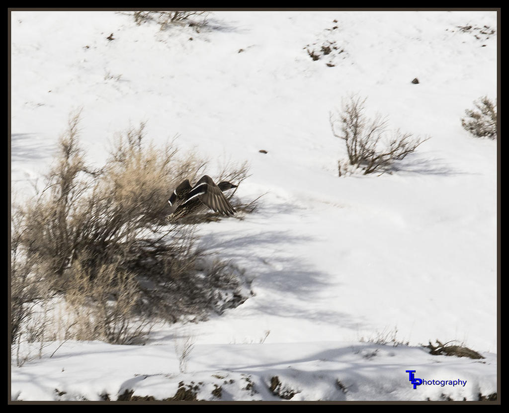 Bird in Flight.jpg