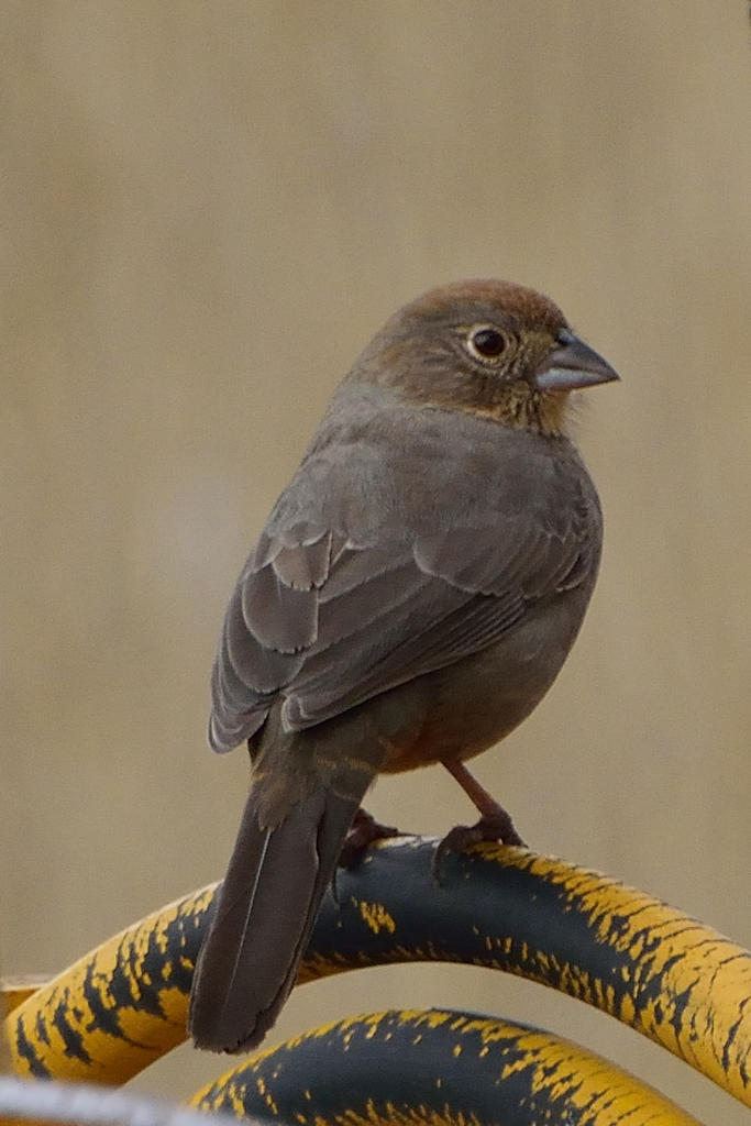 bird.jpg