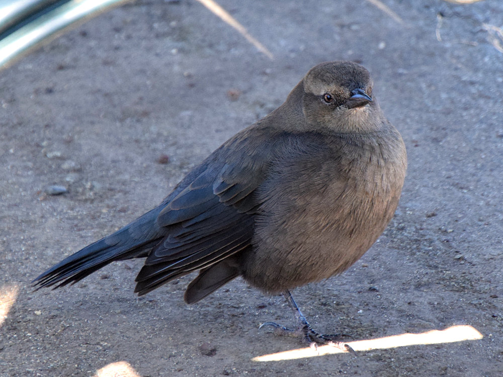 Bird.jpg