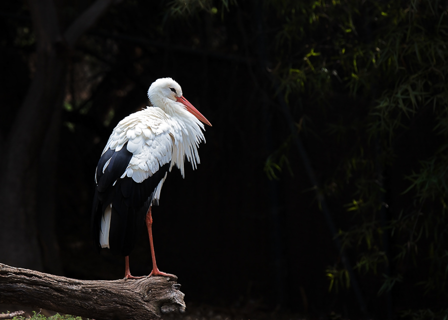 Bird.jpg