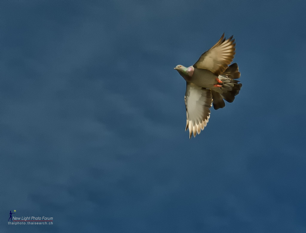 bird.jpg