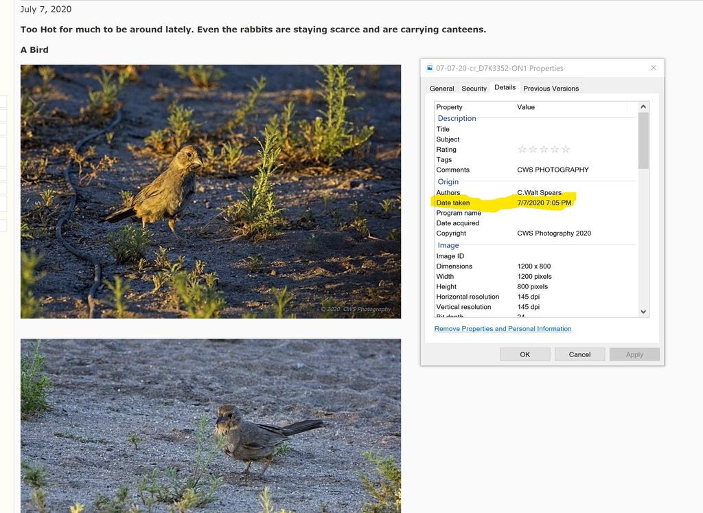 Bird July 7.jpg