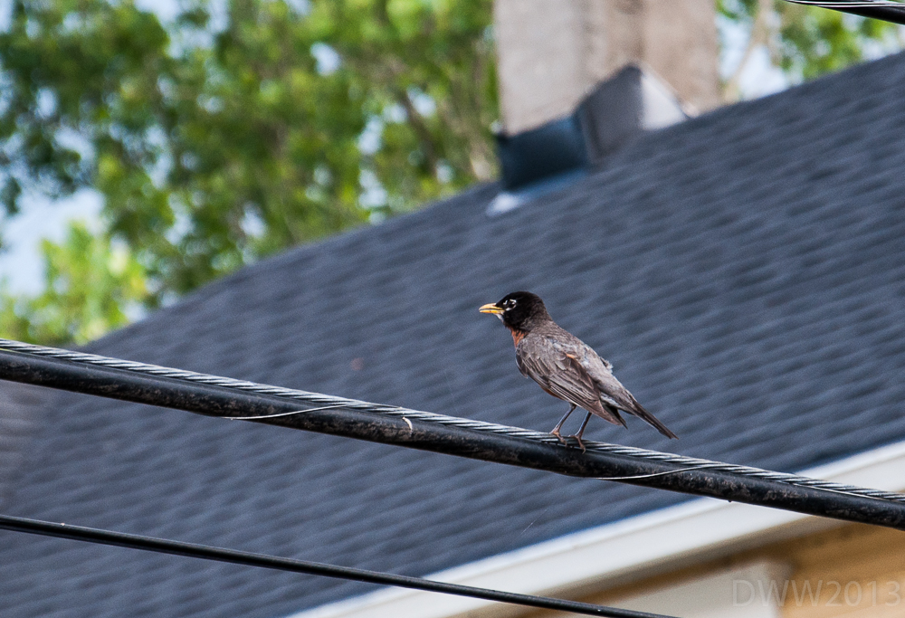 Bird on a wire (1 of 1).jpg
