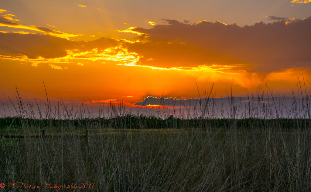 Bird Refuge at Sunset #2 8-8-2017.jpg