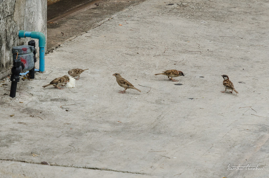 bird-rice-1.jpg
