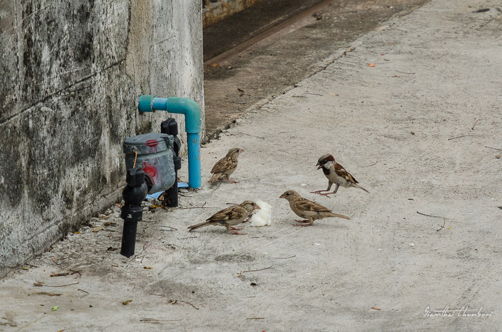 bird-rice-2.jpg