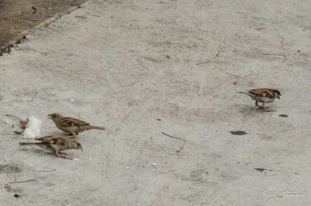bird-rice-3.jpg