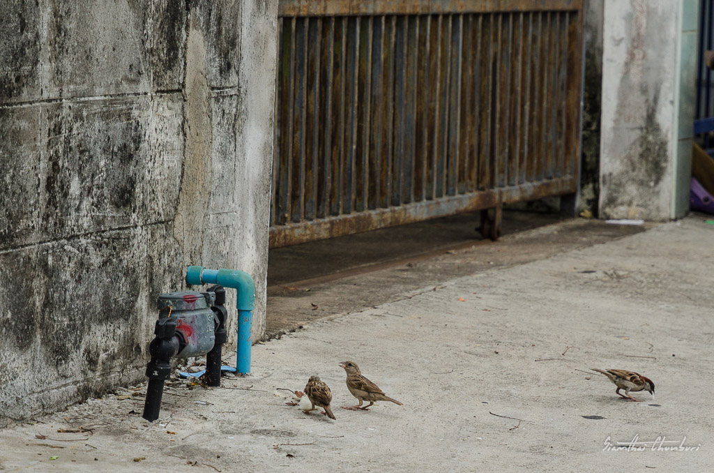 bird-rice-4.jpg