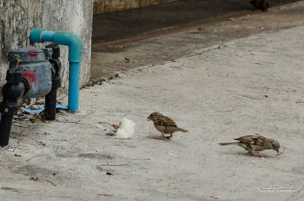 bird-rice-5.jpg
