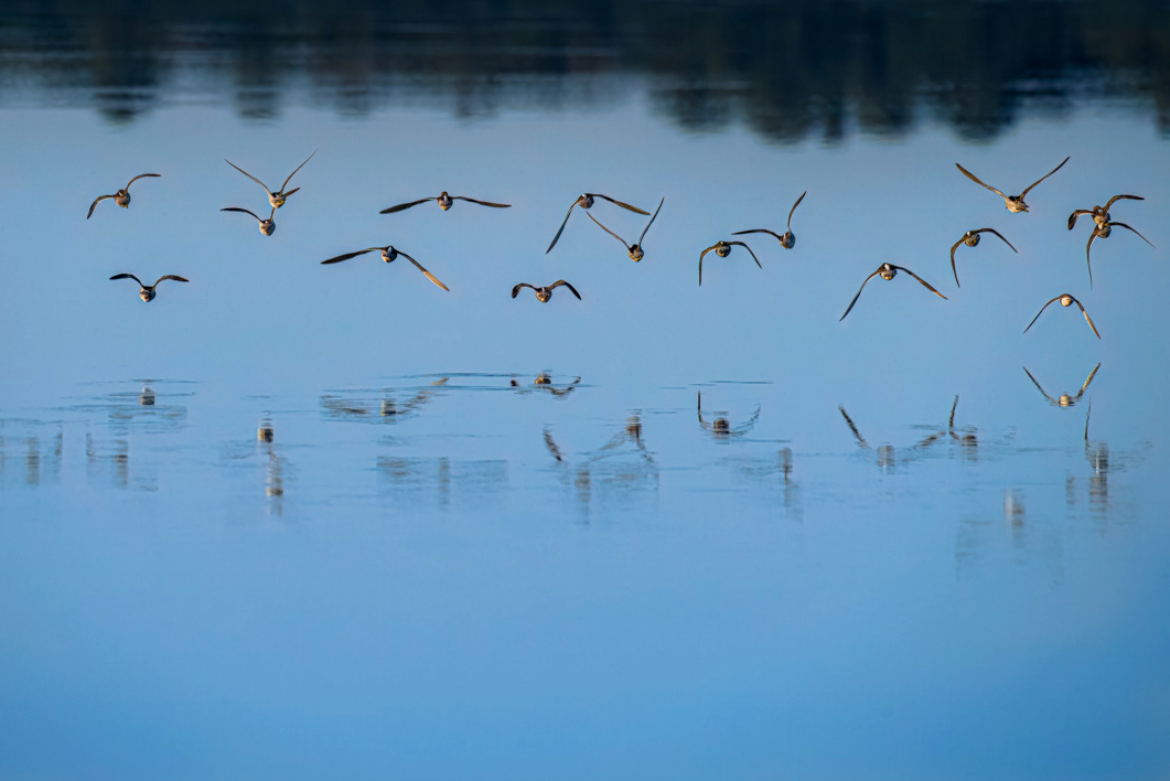 Bird Shot copy.jpg