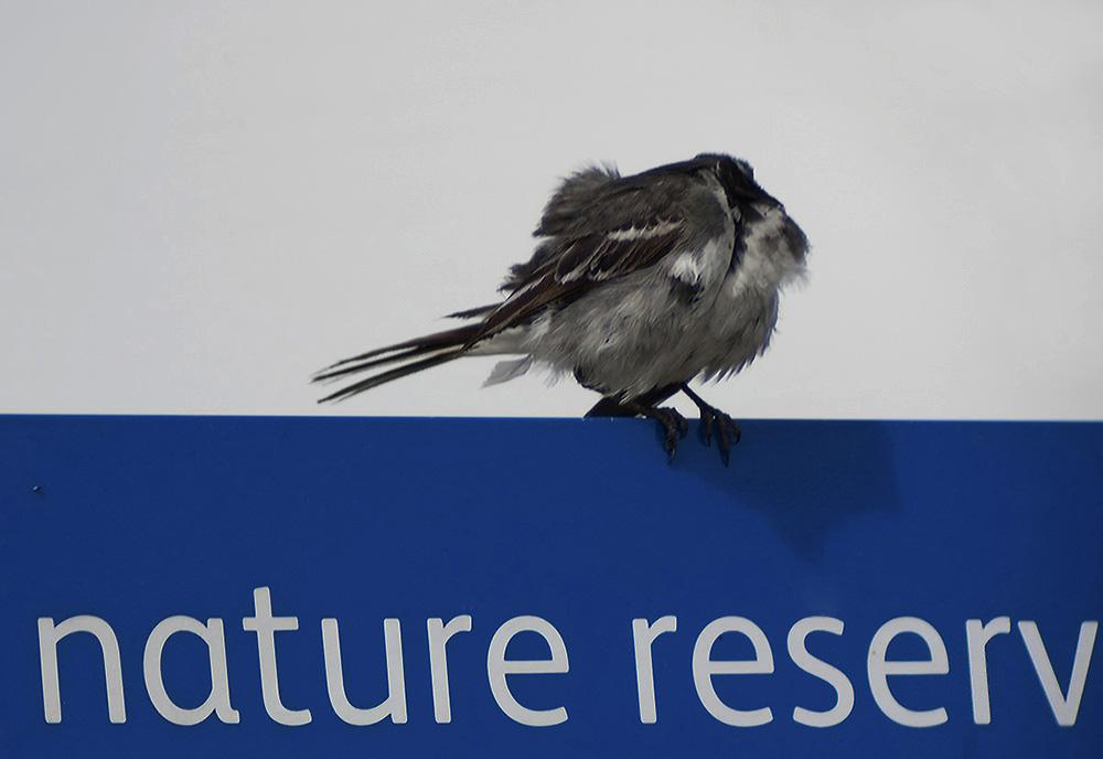 Bird Sign1000.jpg