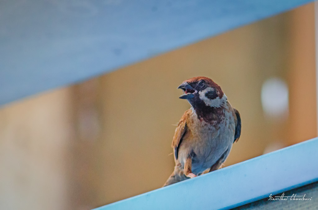 bird-sits-1.jpg