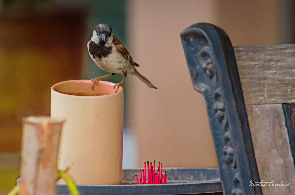 bird-sits-ype-1.jpg