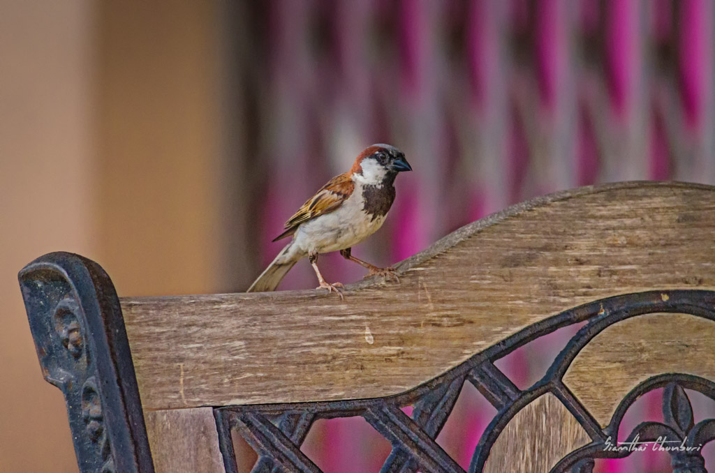 bird-sits-ype-2.jpg