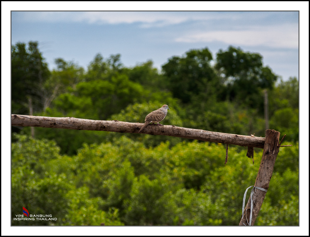 bird-sitting-1.jpg