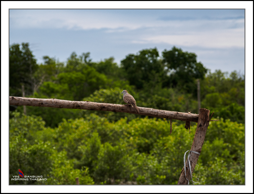 bird-sitting-2.jpg