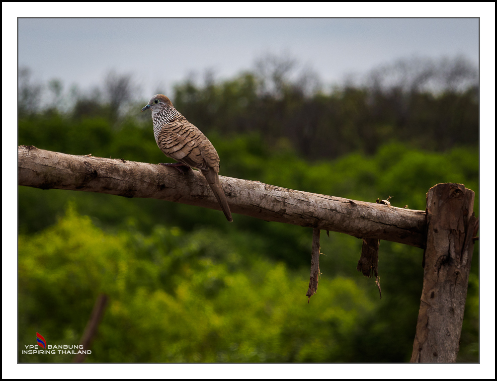 bird-sitting-3.jpg