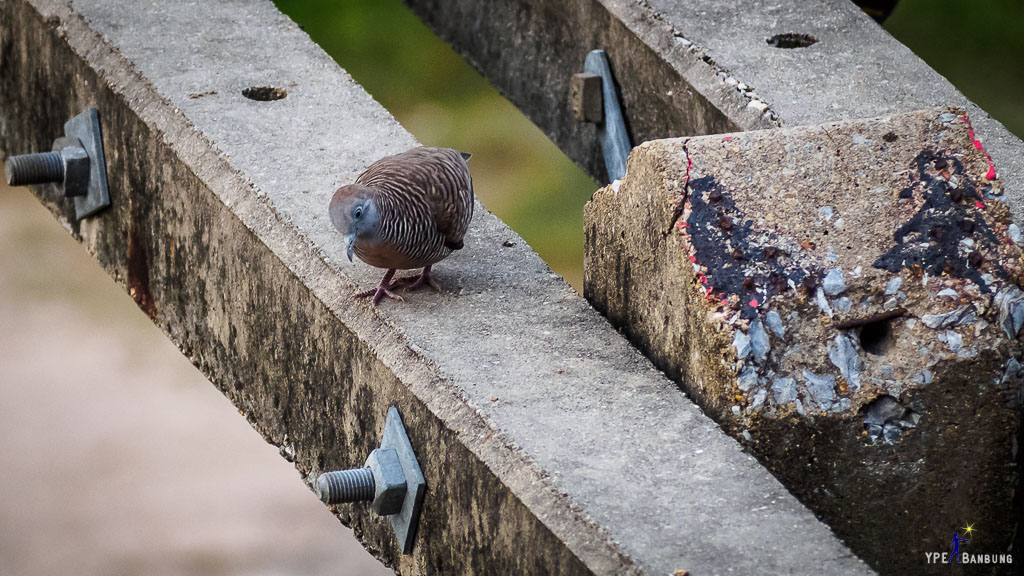 bird-sitting-power-pillow-2.jpg