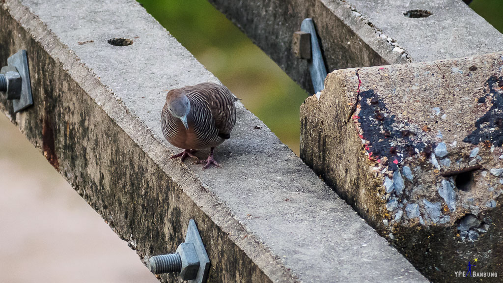 bird-sitting-power-pillow-3.jpg
