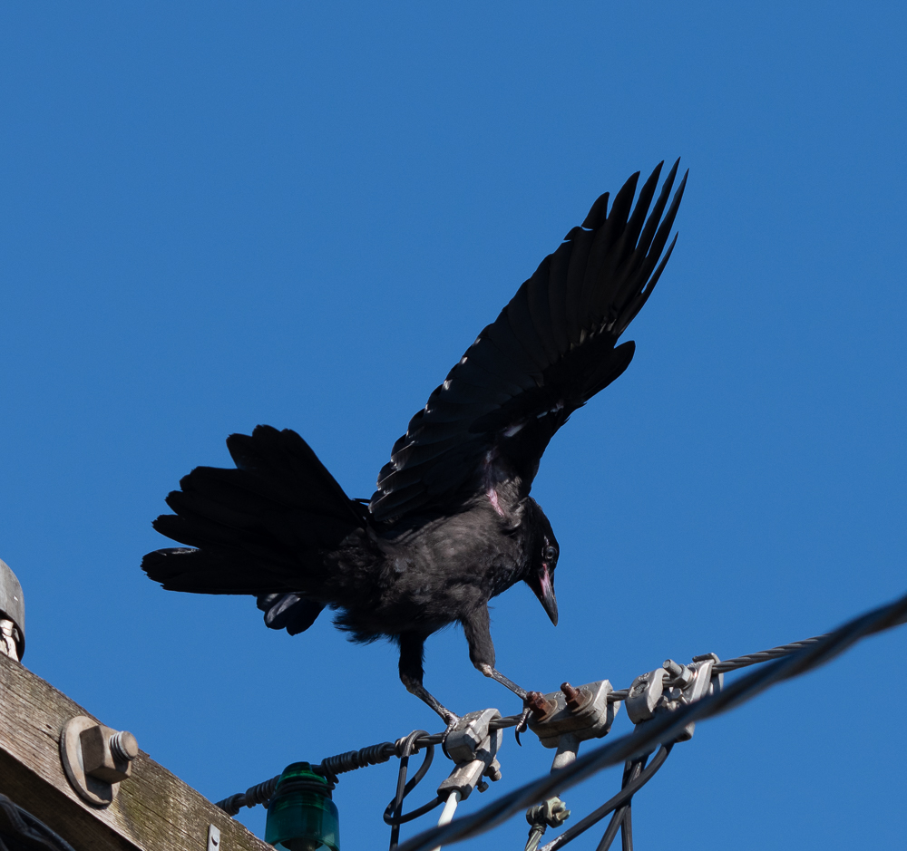 bird-small-21st-4.jpg