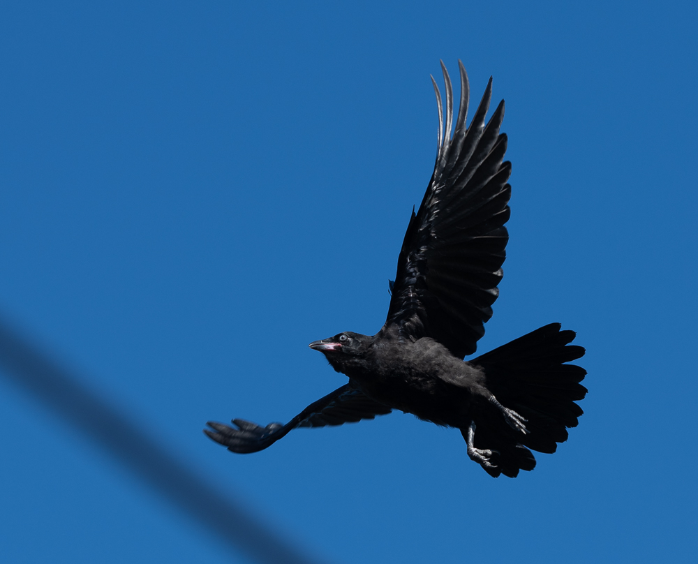 bird-small-21st-7.jpg