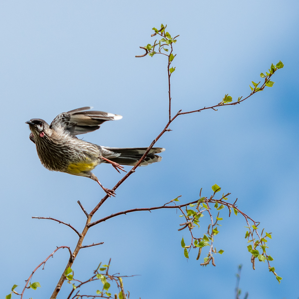 bird-small-3.jpg
