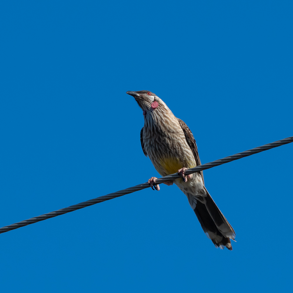 bird-small.jpg