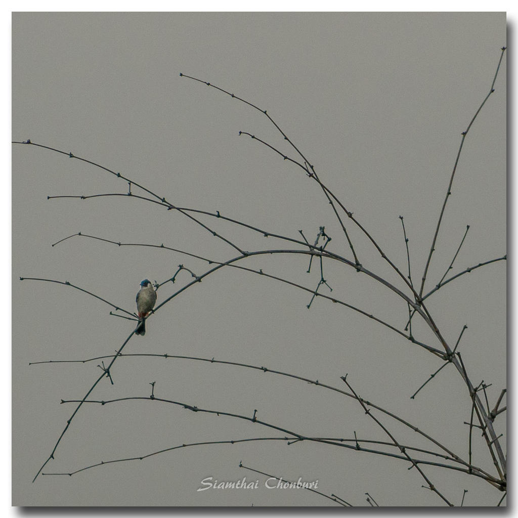 bird-twig.jpg
