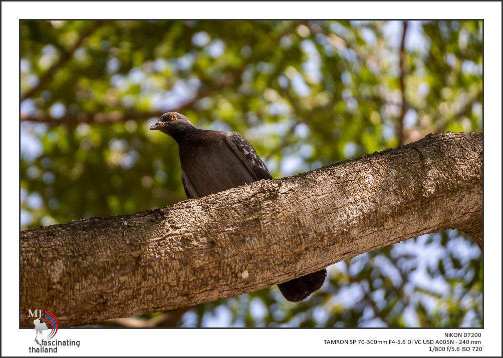bird-up-high-1.jpg