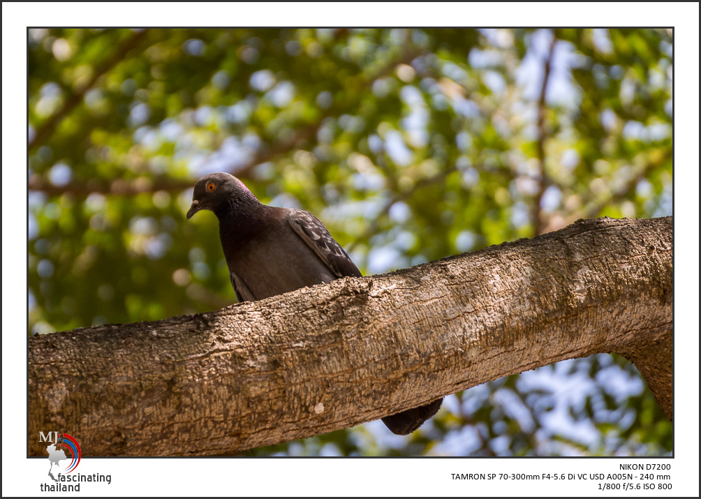 bird-up-high-2.jpg