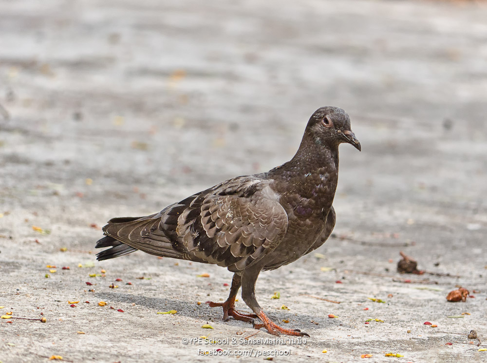 bird-walk-1.jpg