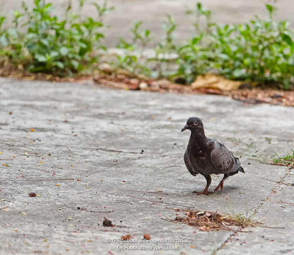 bird-walk-2.jpg