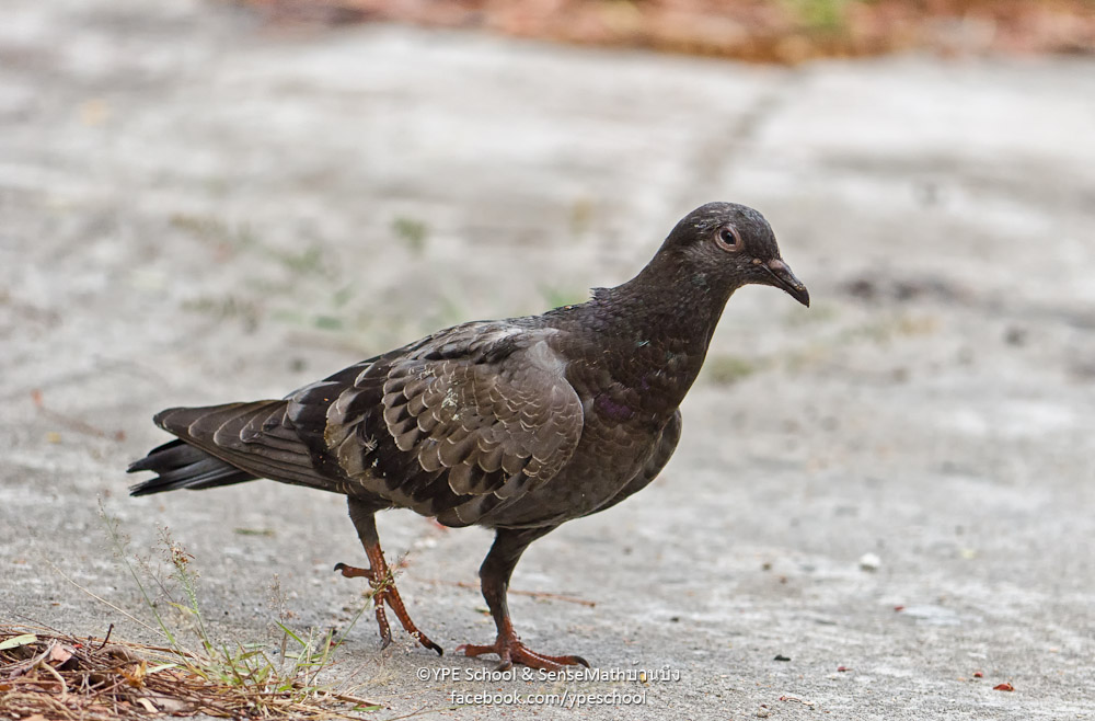 bird-walk-3.jpg