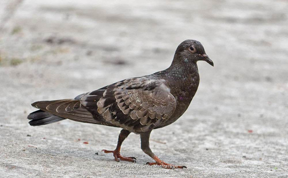 bird-walk-4.jpg