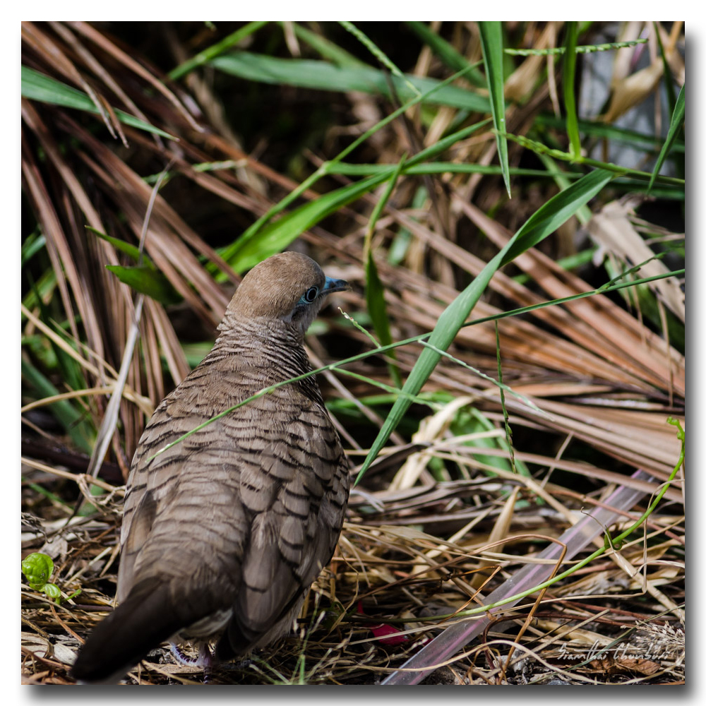 bird-walking-1.jpg
