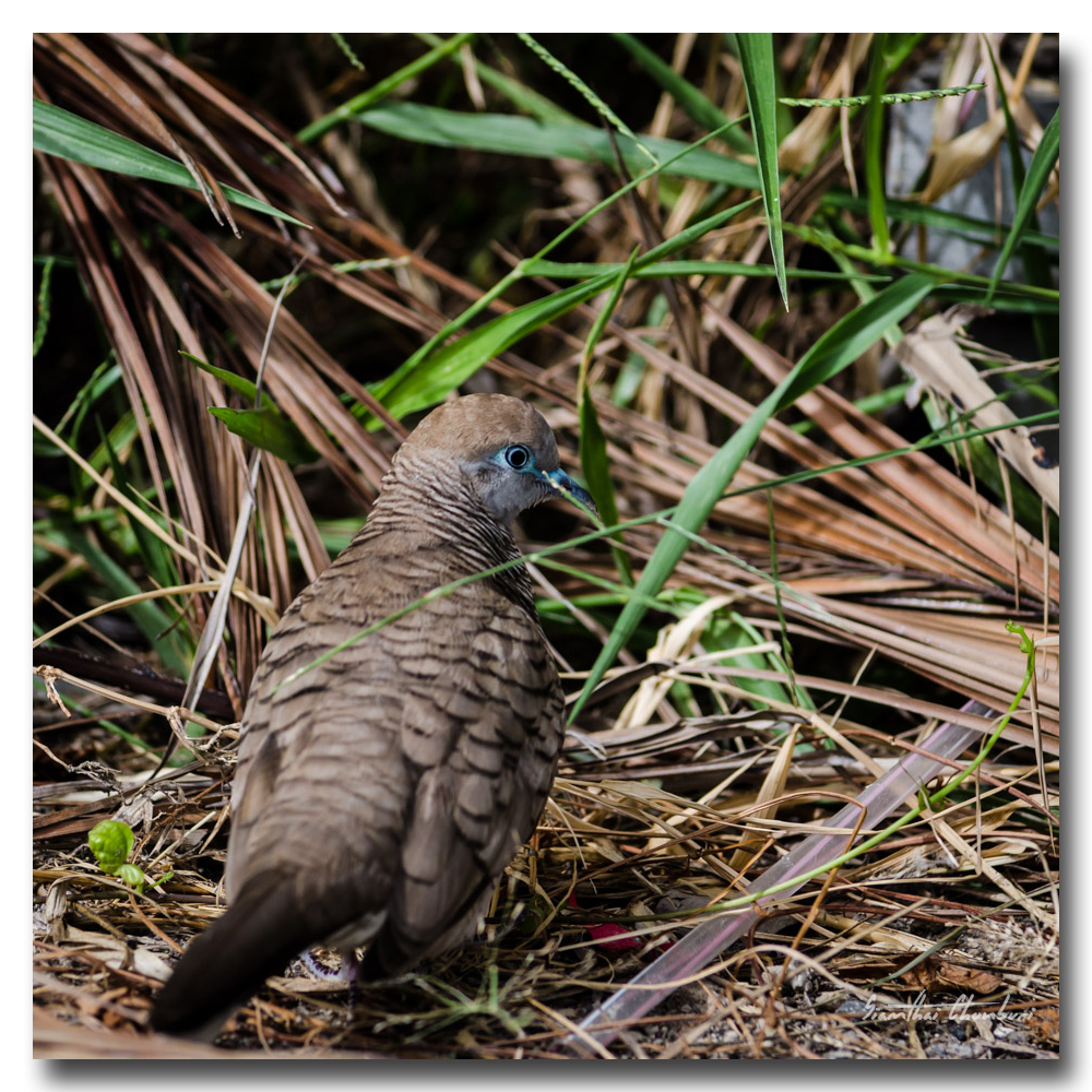 bird-walking-2.jpg