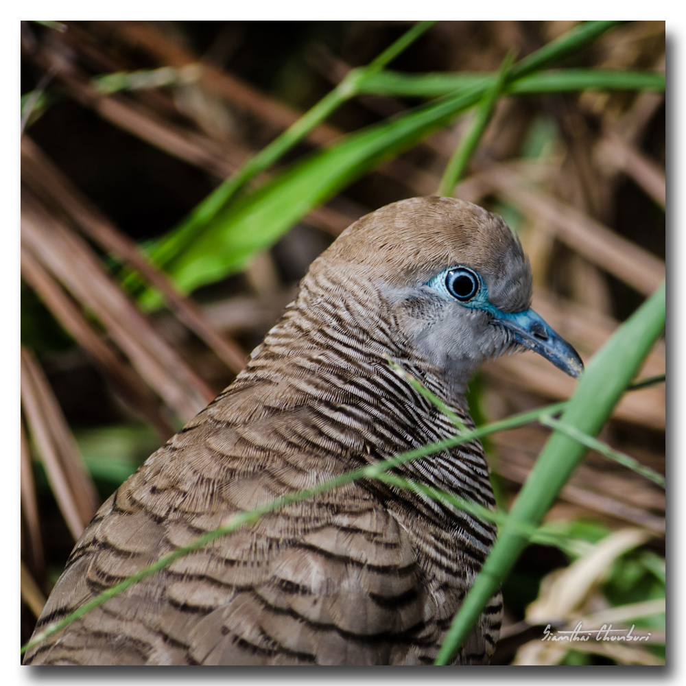bird-walking-3.jpg