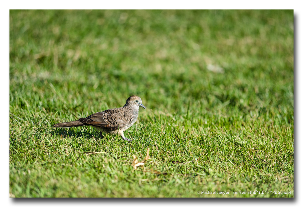 bird-walks.jpg